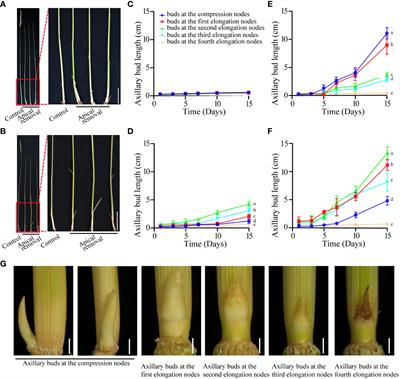 Regeneration pattern and genome-wide transcription profile of rhizome axillary buds after perennial rice harvest